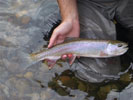 Trout Fishing in Arizona
