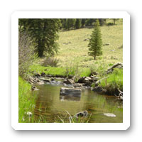 Apache Trout in Arizona