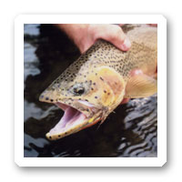 Sedona Red Rock Trout Adventure
